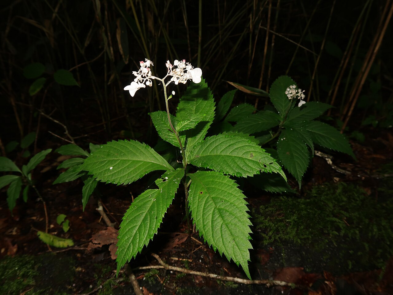 Hydrangea alternifolia: Cardiandra alternifolia , Nouth area, Ibaraki pref., Japan