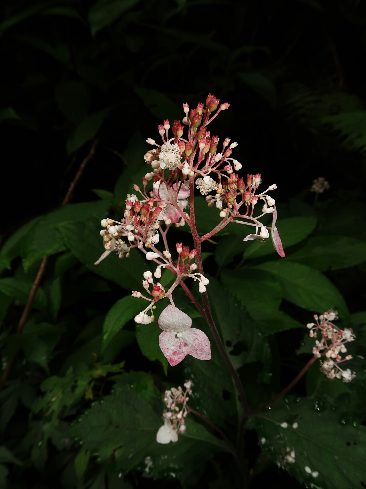 Hydrangea alternifolia: Cardiandra alternifolia , Nouth area, Ibaraki pref., Japan