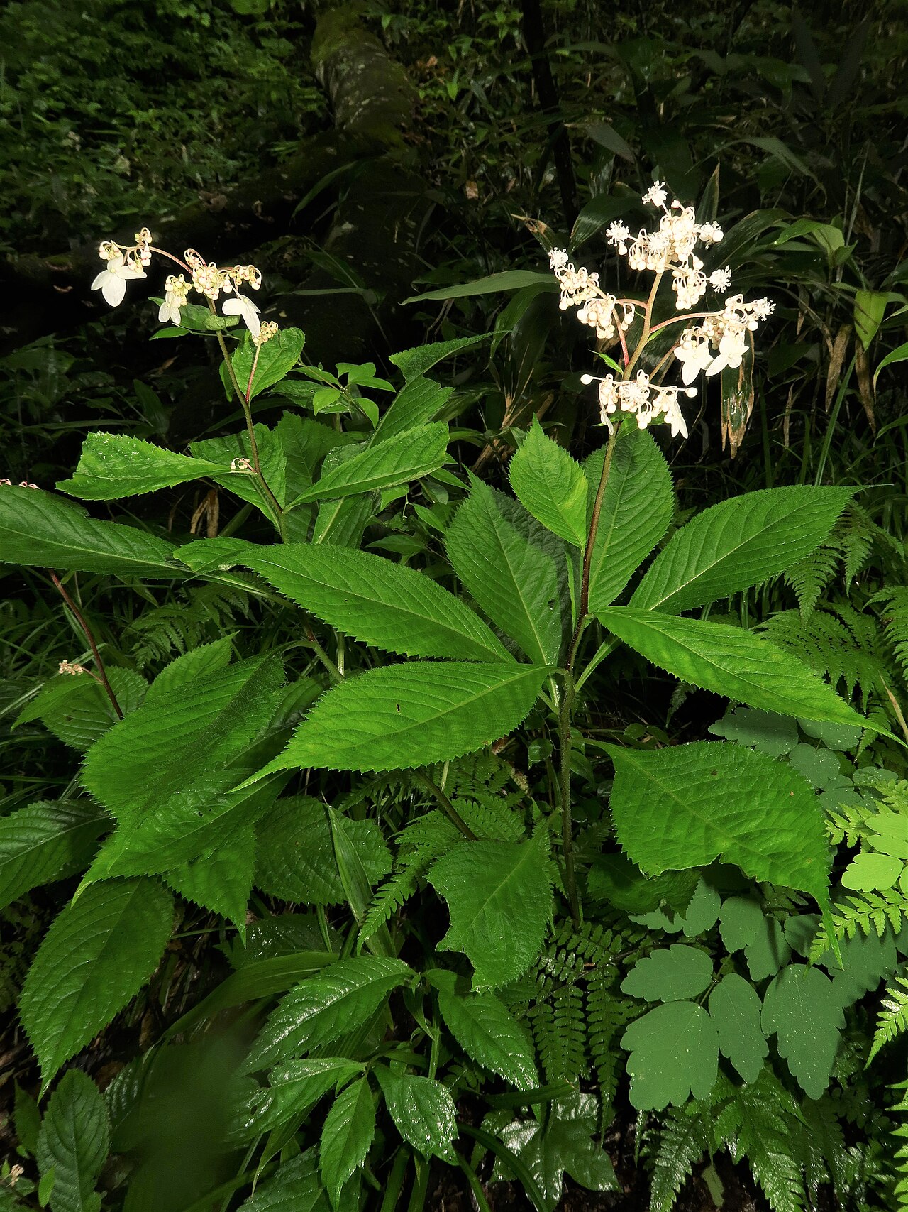 Hydrangea alternifolia: Cardiandra alternifolia , Naka-dori area, Fukushima pref., Japan