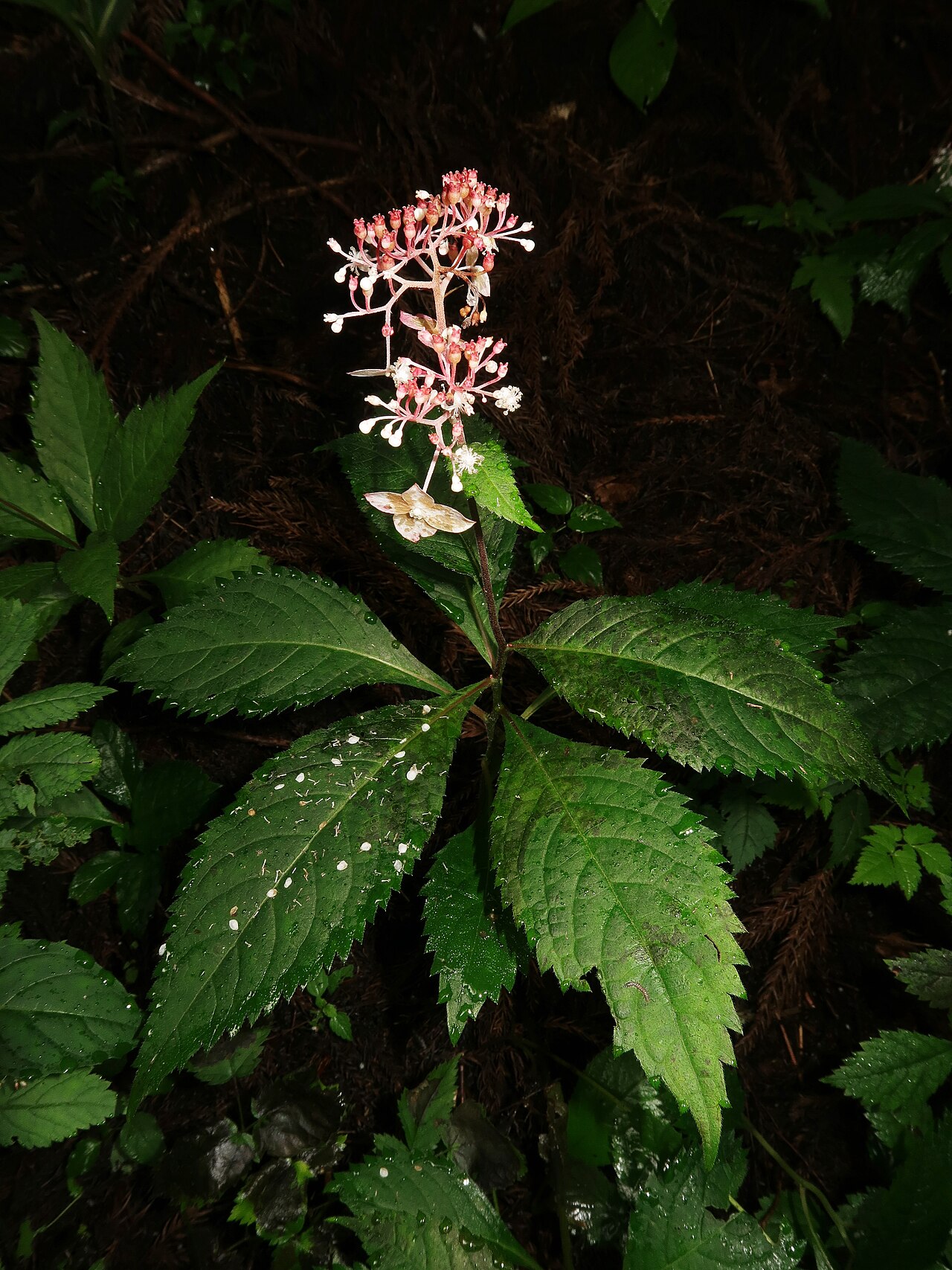 Hydrangea alternifolia: Cardiandra alternifolia , Nouth area, Ibaraki pref., Japan