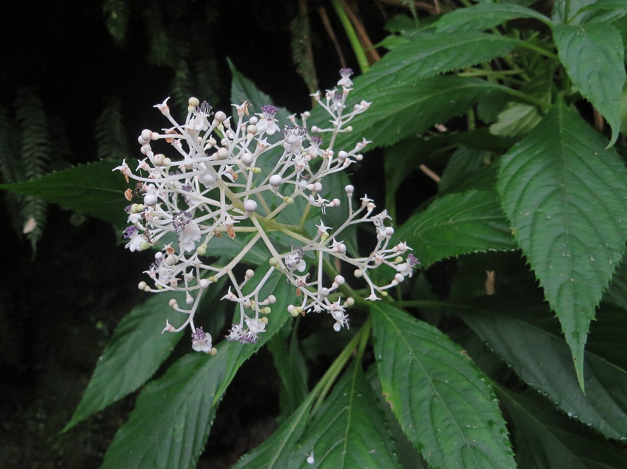 Hydrangea amamiohsimensis: アマミクサアジサイHydrangea amamiohsimensis 奄美大島住用町