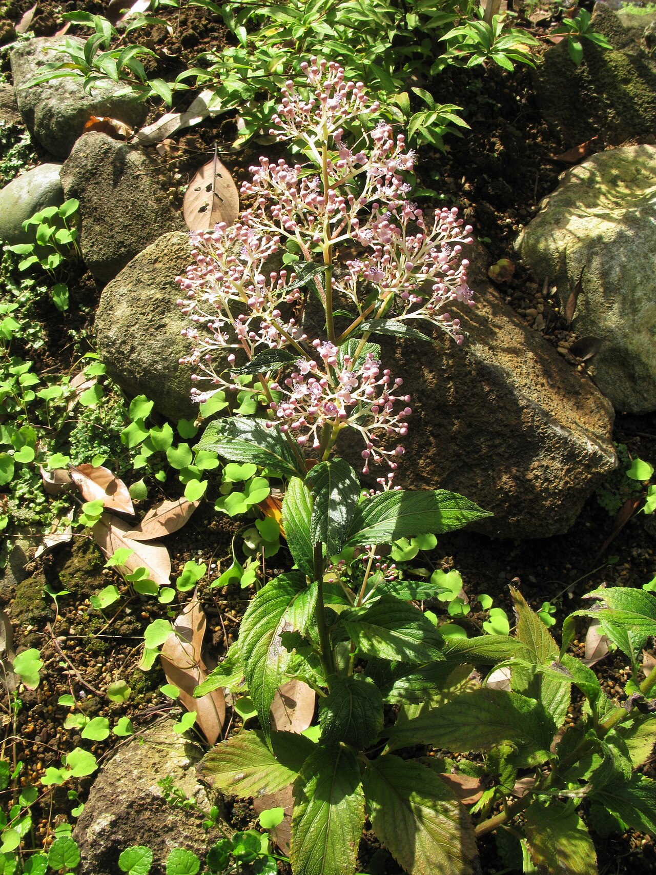 Hydrangea amamiohsimensis: Cardiandra amamiohsimensis , Tsukuba Botanical Garden, Ibaraki pref., Japan