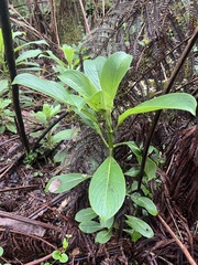 Kanawao (Hydrangea arguta)