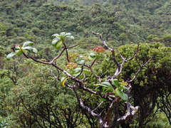 Kanawao (Hydrangea arguta)