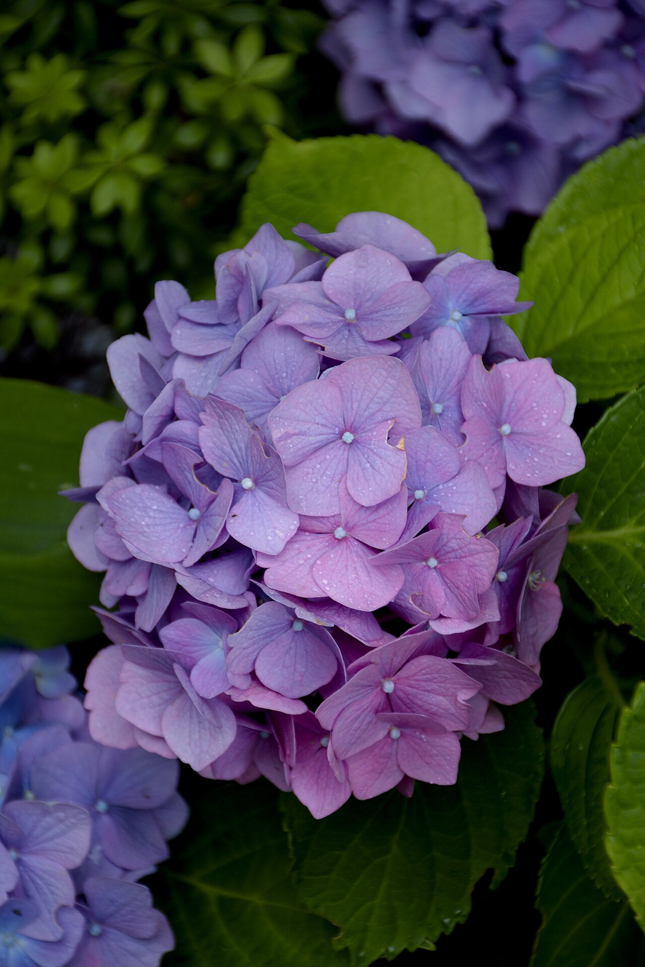 Kanawao: Blue, Purple, and Pink Hydrangea