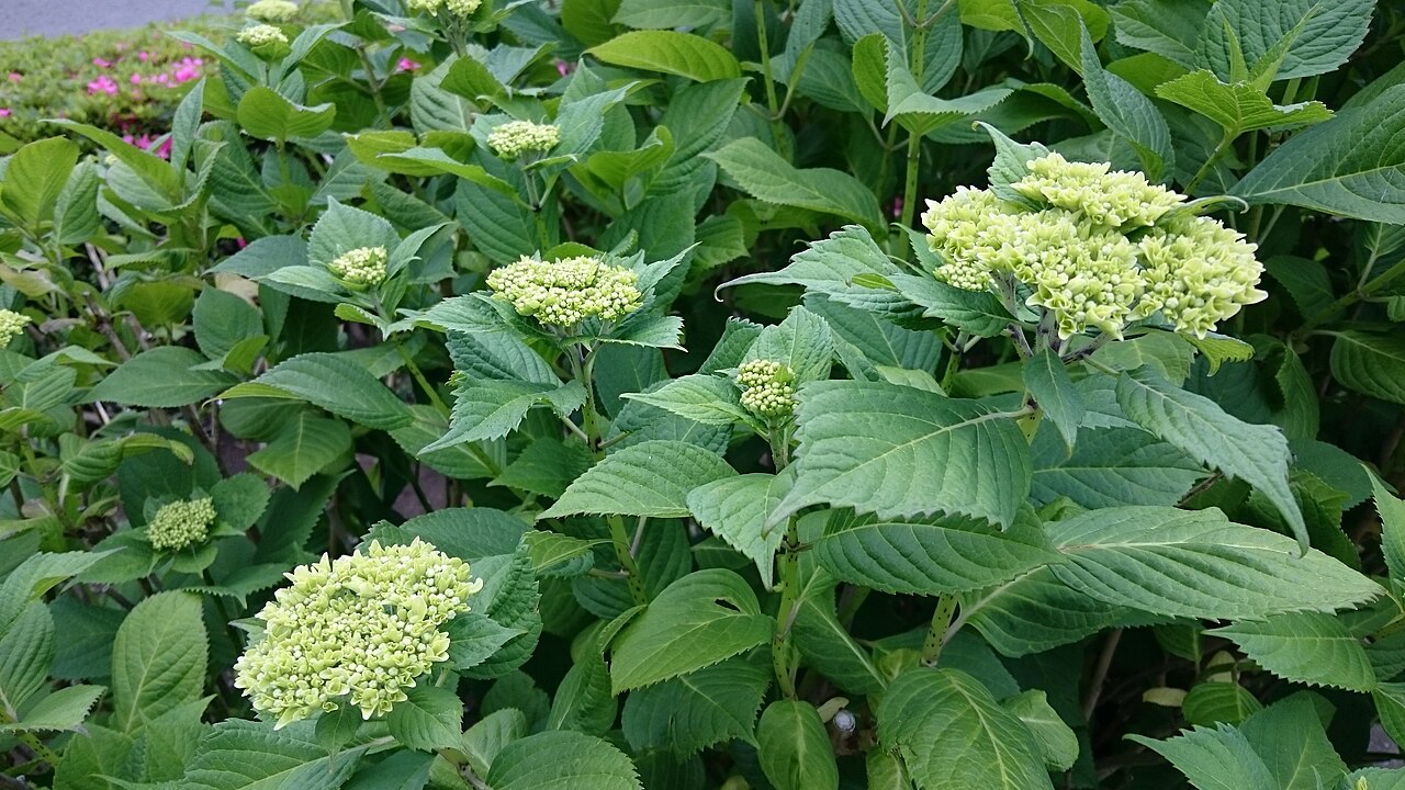 Kanawao: Buds of hydrangea in the park.