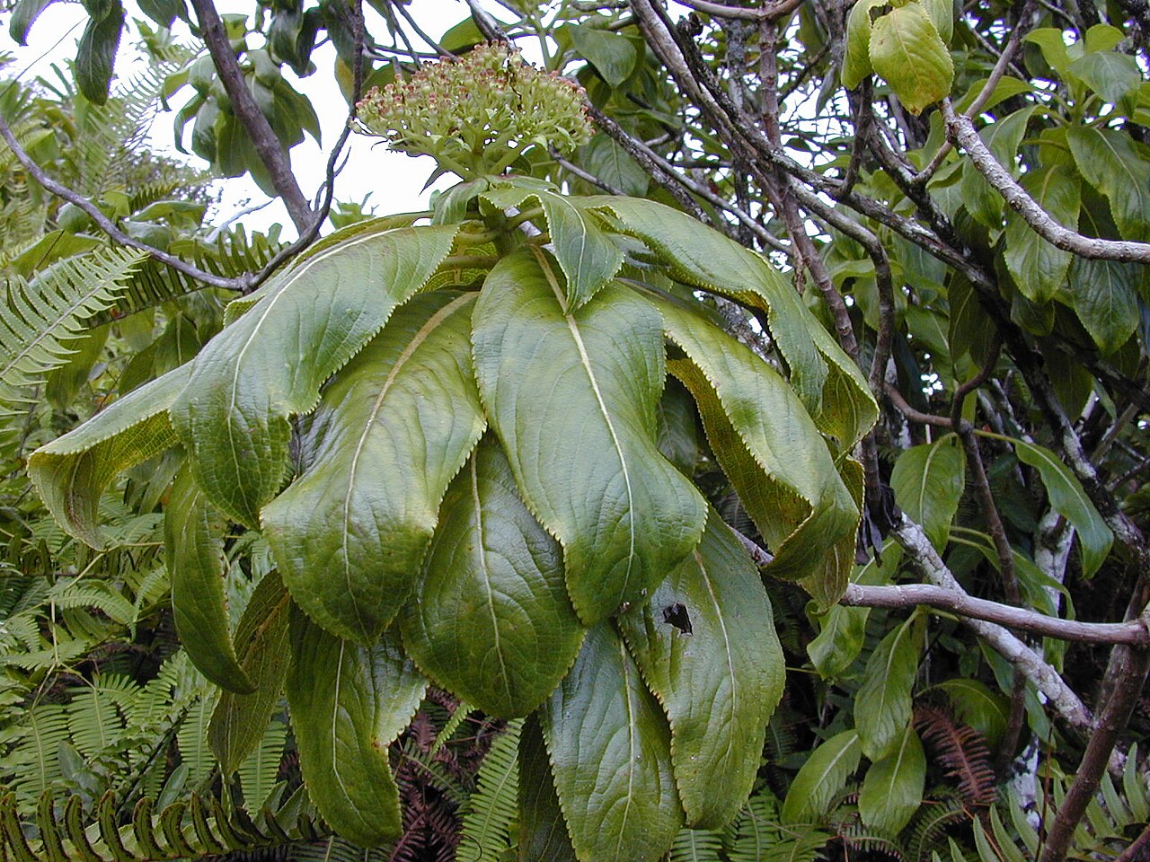 Kanawao: Broussaisia arguta , syn. Hydrangea arguta (flowers and leaves). Location: Maui, Waihee Ridge Trail