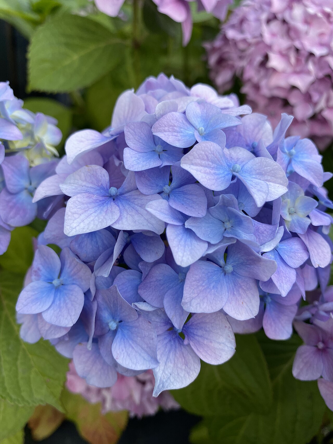 Kanawao: Blue hydrangea
