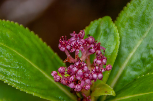 Kanawao (Hydrangea arguta)