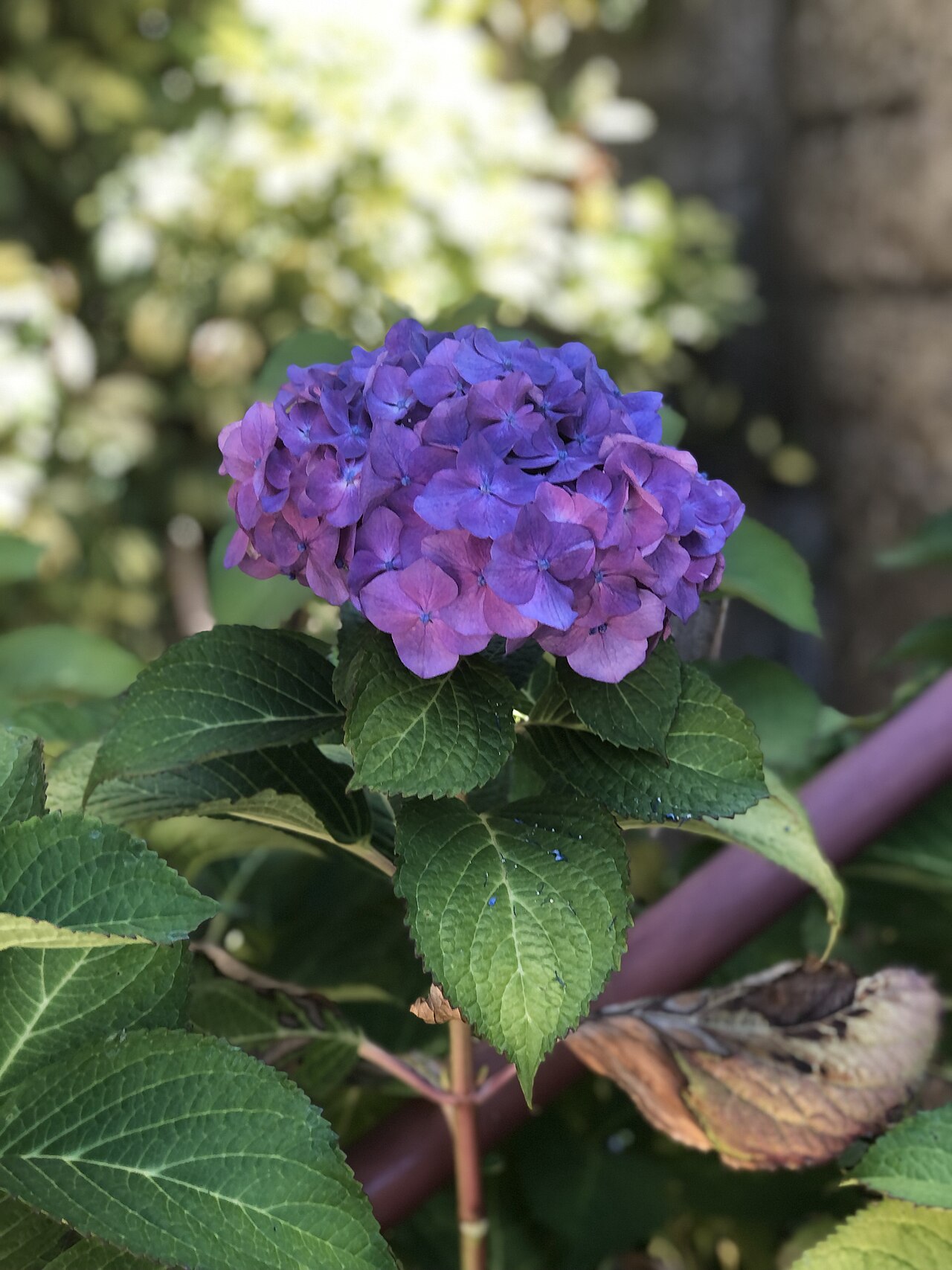 Kanawao: Purple bigleaf hydrangea