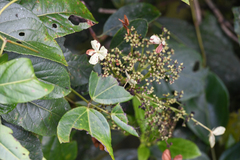 Hydrangea asterolasia (Hydrangea asterolasia)