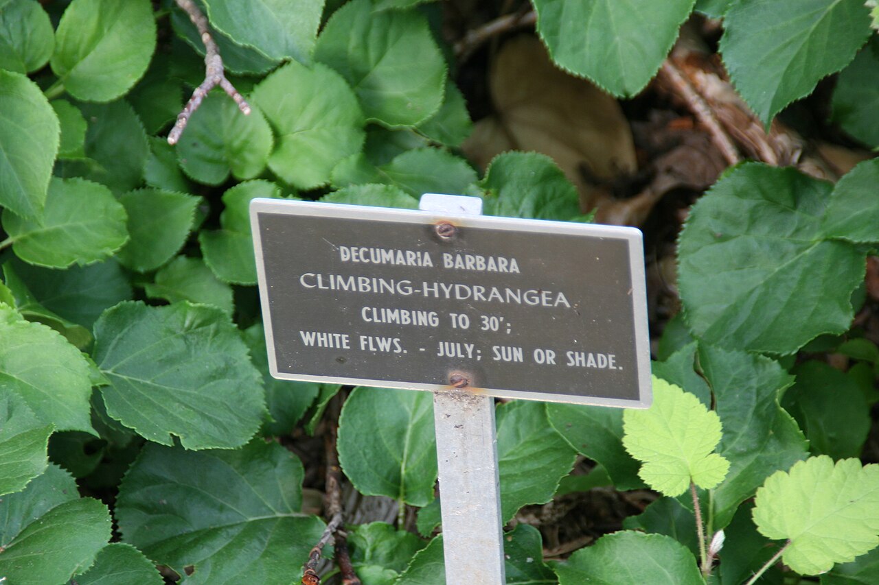 Woodvamp: Location taken: Brookside Gardens, Maryland. Names: Decumaria barbara L., Climbing Hydrangea, Climbing-Hydrangea, Wood-Vamp, Woodvam Classification: Plantae > M