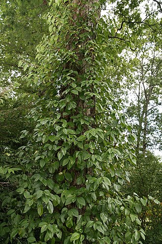 Woodvamp: Location taken: North Carolina Arboretum, Asheville, NC. Names: Decumaria barbara L., Climbing Hydrangea, Climbing-Hydrangea, Wood-Vamp, Woodvam Classification: