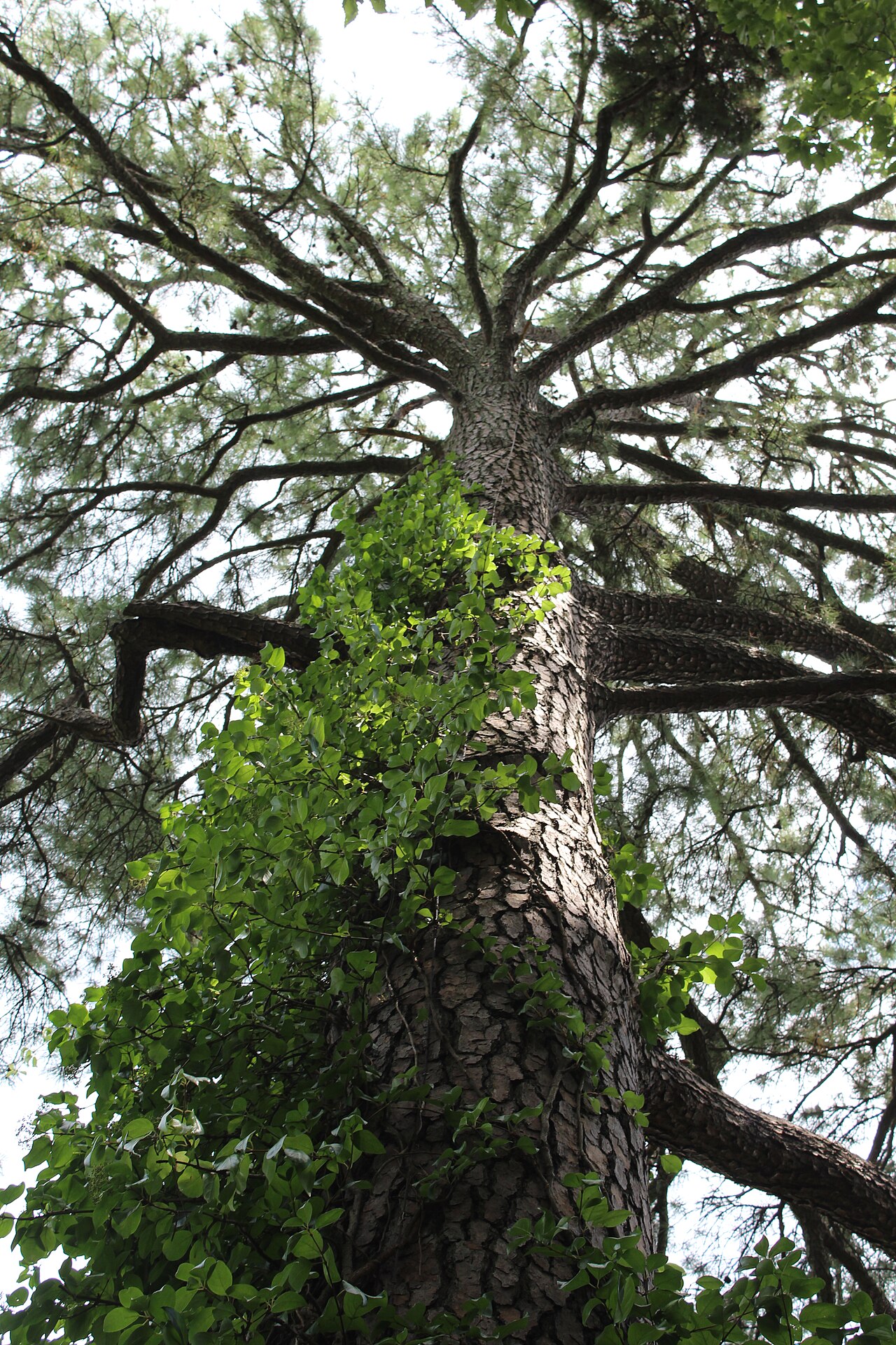 Woodvamp: Decumaria barbara ( Hydrangea barbara ) climbing Pinus taeda (loblolly pine) at Coker Arboretum , University of North Carolina at Chapel Hill