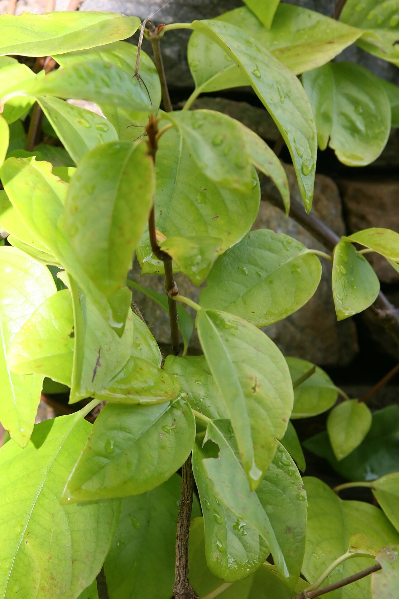 Woodvamp: Location taken: North Carolina Arboretum, Asheville, NC. Names: Decumaria barbara L., Climbing Hydrangea, Climbing-Hydrangea, Wood-Vamp, Woodvam Classification: