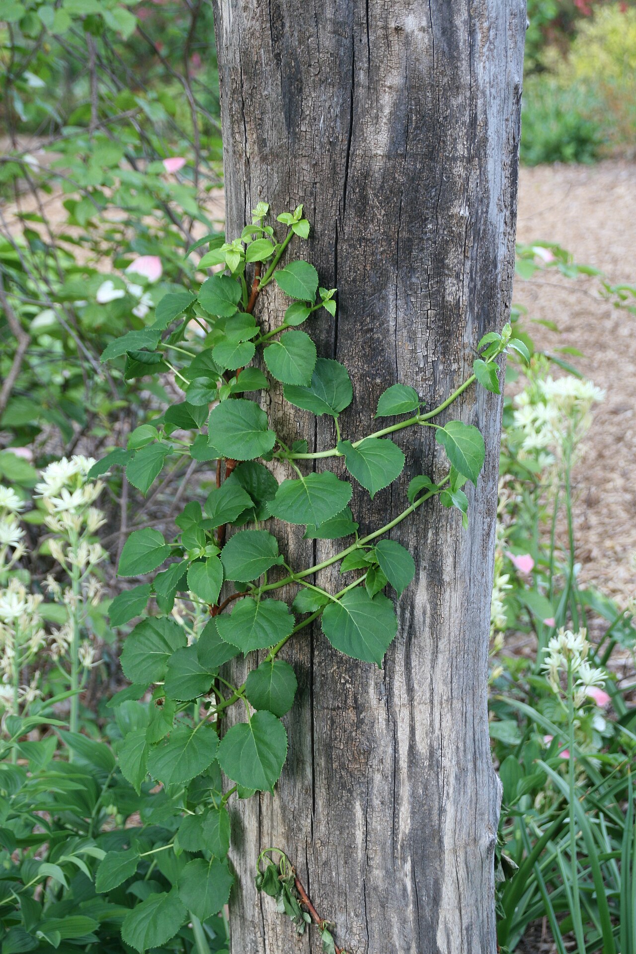 Woodvamp: Location taken: Brookside Gardens, Maryland. Names: Decumaria barbara L., Climbing Hydrangea, Climbing-Hydrangea, Wood-Vamp, Woodvam Classification: Plantae > M