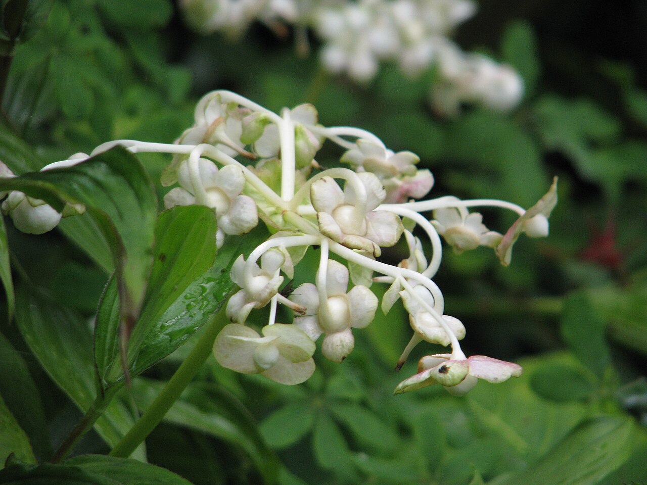 Hydrangea bifida (Hydrangea bifida)