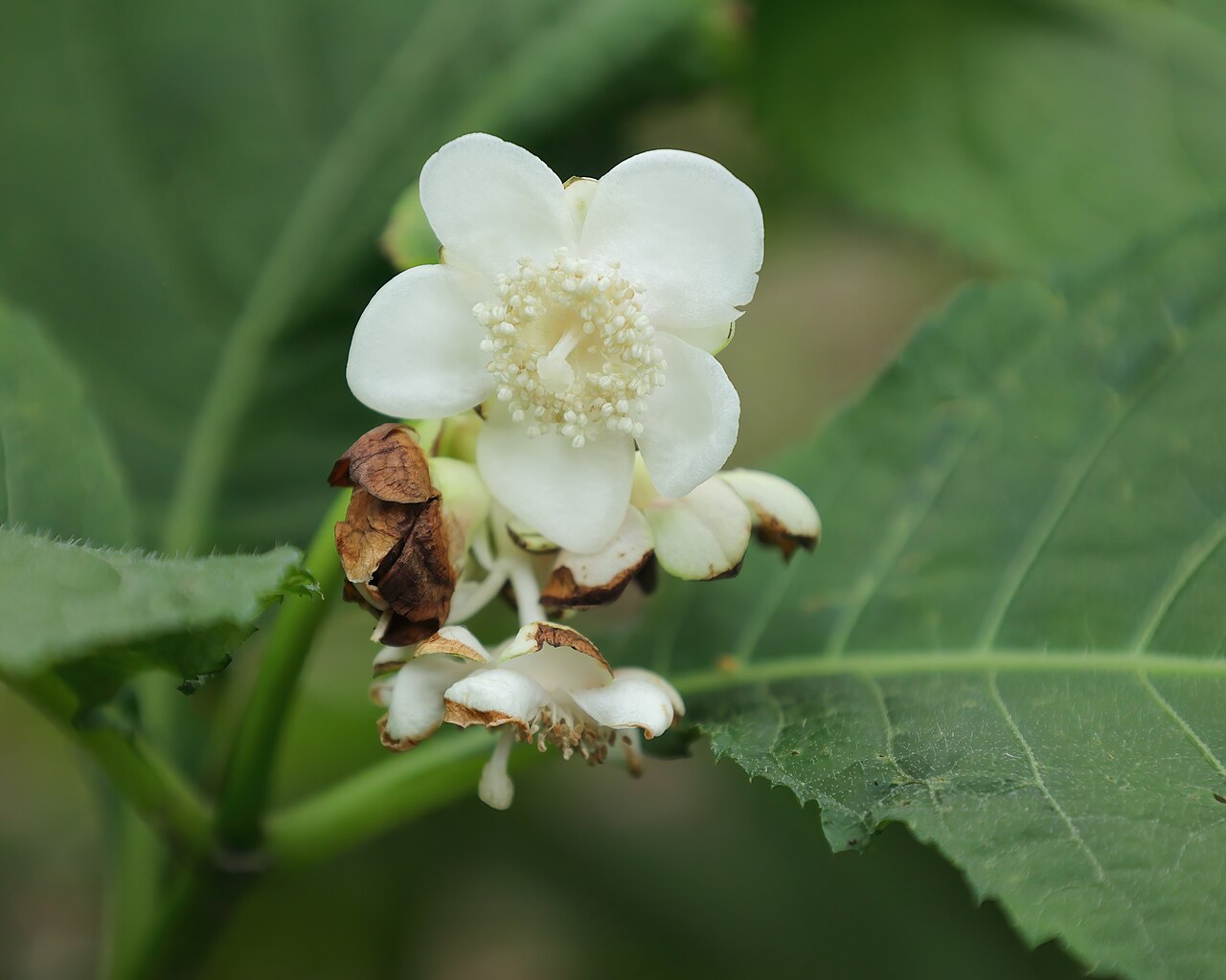 Hydrangea bifida: Deinanthe bifide ( Hydrangea bifida ) au jardin botanique Roger-Van den Hende de l'Université Laval