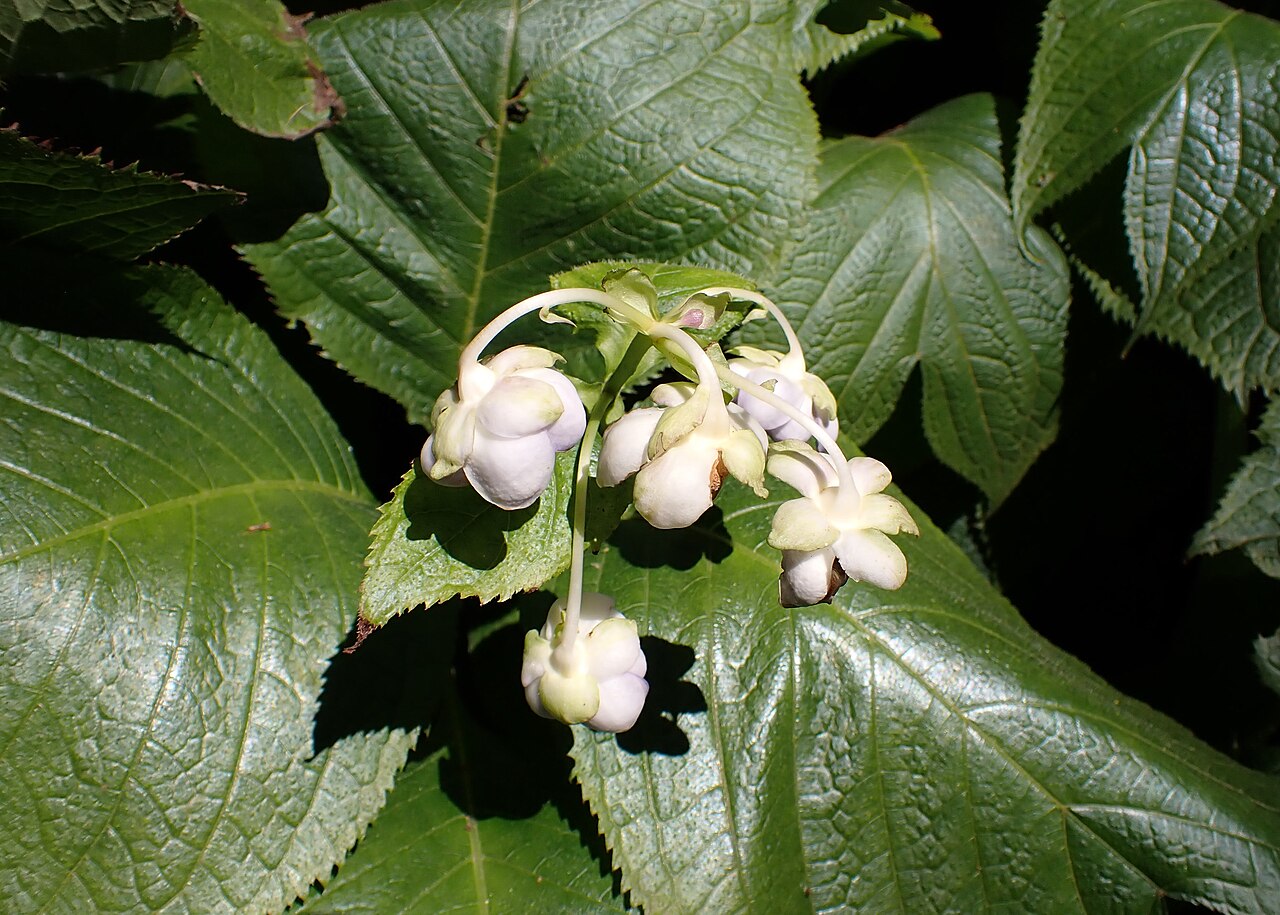Hydrangea bifida: Hydrangea bifida in the Botanischer Garten, Berlin-Dahlem
