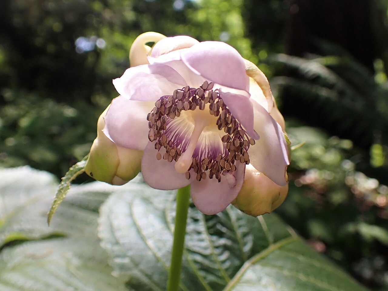Hydrangea bifida: Hydrangea bifida in the Botanischer Garten, Berlin-Dahlem