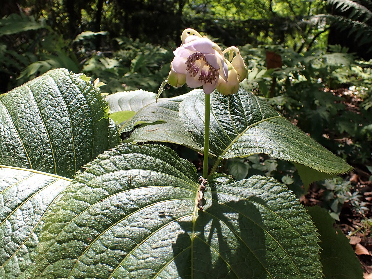 Hydrangea bifida: Hydrangea bifida in the Botanischer Garten, Berlin-Dahlem