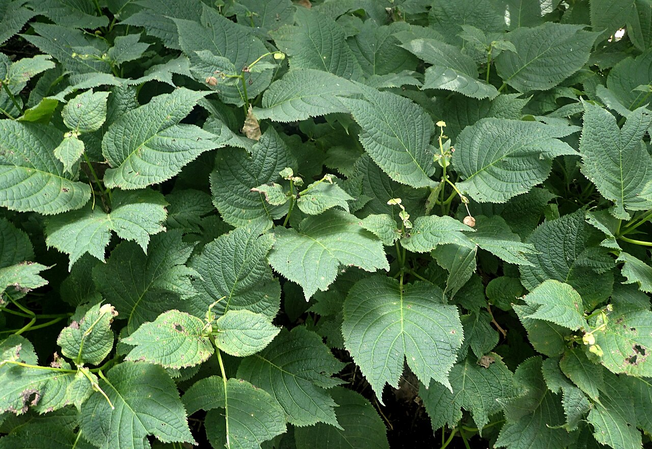 Hydrangea bifida: Deinanthe bifida in the Missouri Botanical Garden, St. Louis
