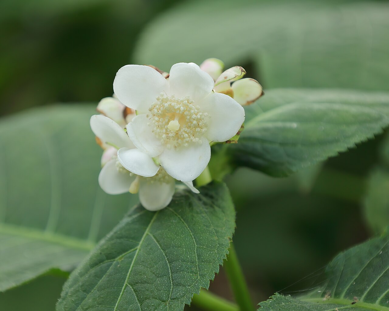 Hydrangea bifida: Deinanthe bifide ( Hydrangea bifida ) au jardin botanique Roger-Van den Hende de l'Université Laval