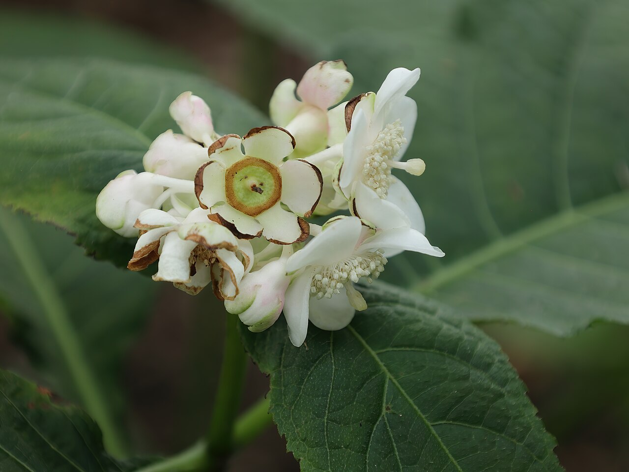 Hydrangea bifida: Deinanthe bifide ( Hydrangea bifida ) au jardin botanique Roger-Van den Hende de l'Université Laval