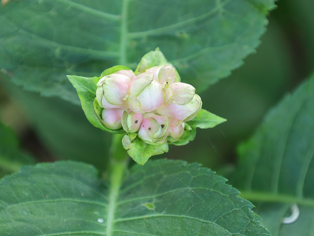 Hydrangea bifida: Deinanthe bifide ( Hydrangea bifida ) au jardin botanique Roger-Van den Hende de l'Université Laval