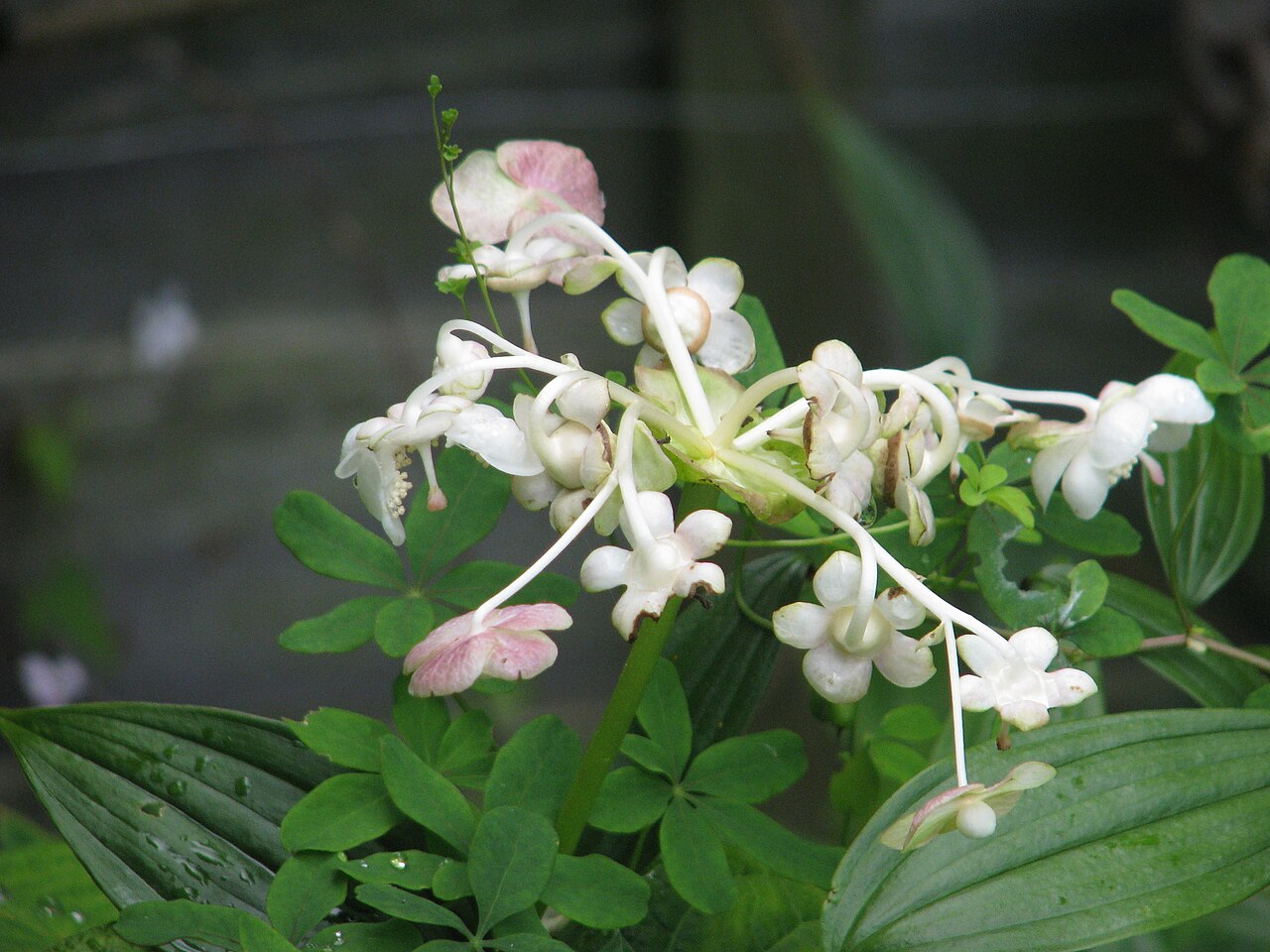 Hydrangea bifida: Deinanthe bifida