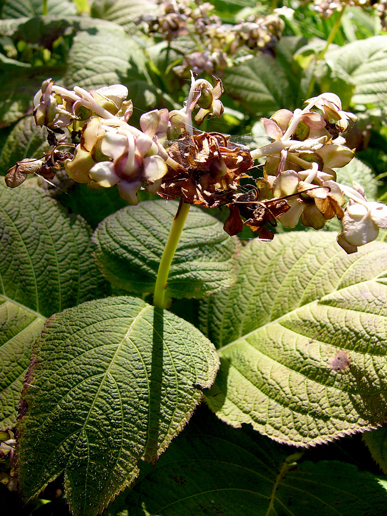 Hydrangea bifida: Plant "Deinanthe Bifida"