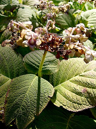 Hydrangea bifida: Plant "Deinanthe Bifida"