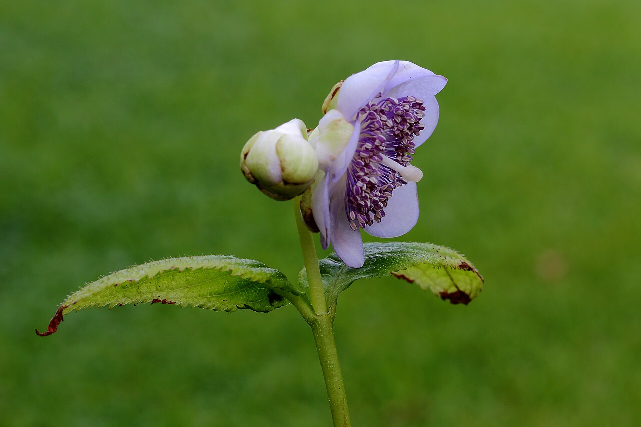 Hydrangea caerulea: Deinanthe caerulea, a valuable plant in partial shade.