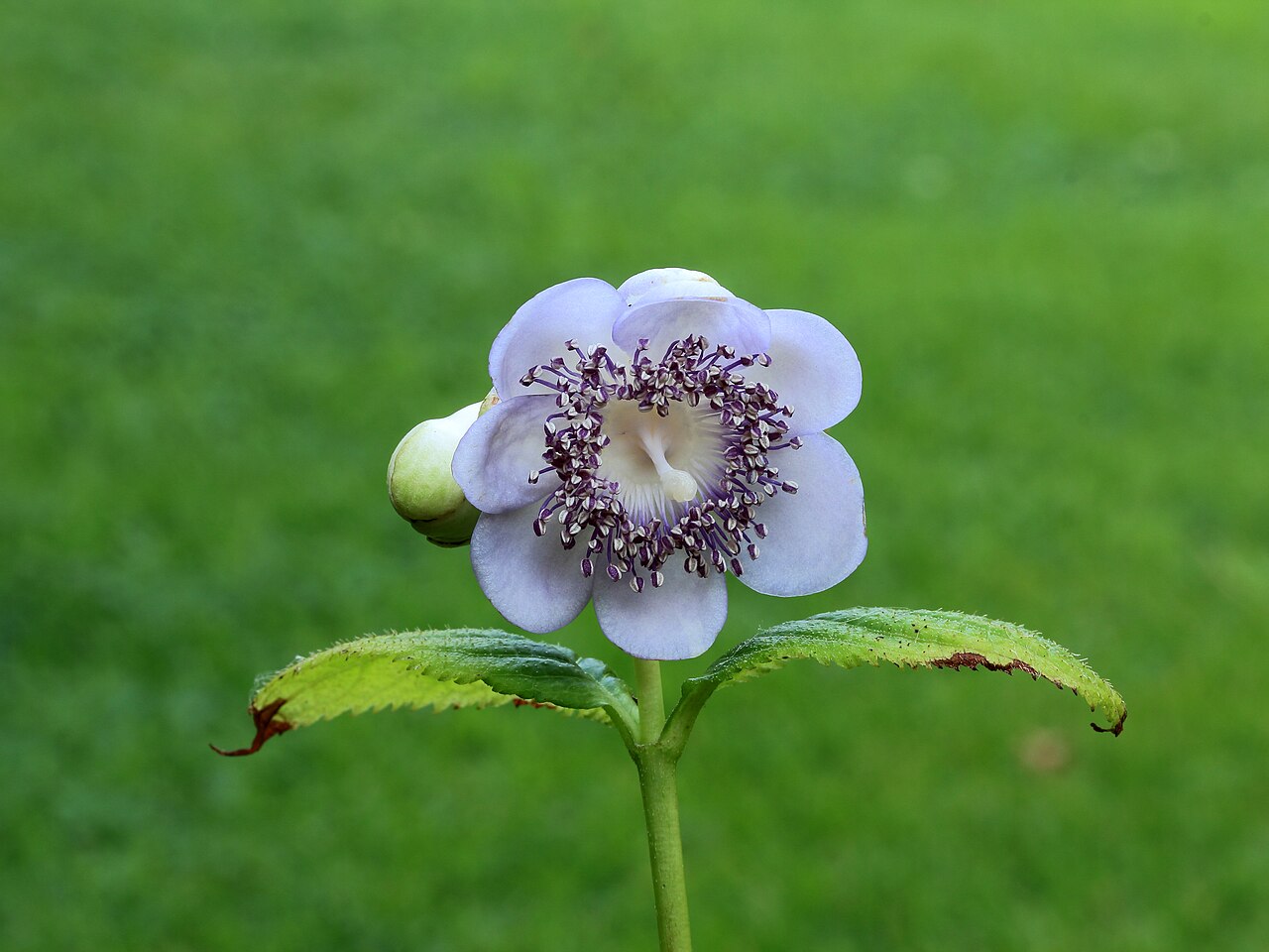 Hydrangea caerulea: Deinanthe caerulea, a valuable plant in partial shade.