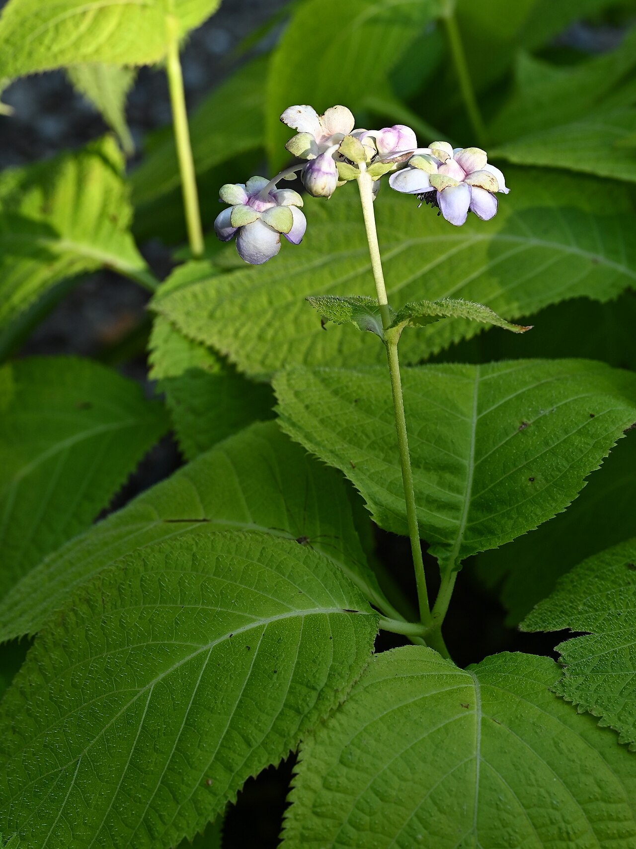Hydrangea caerulea: Hydrangea caerulea in Arboretum Rogow, central Poland
