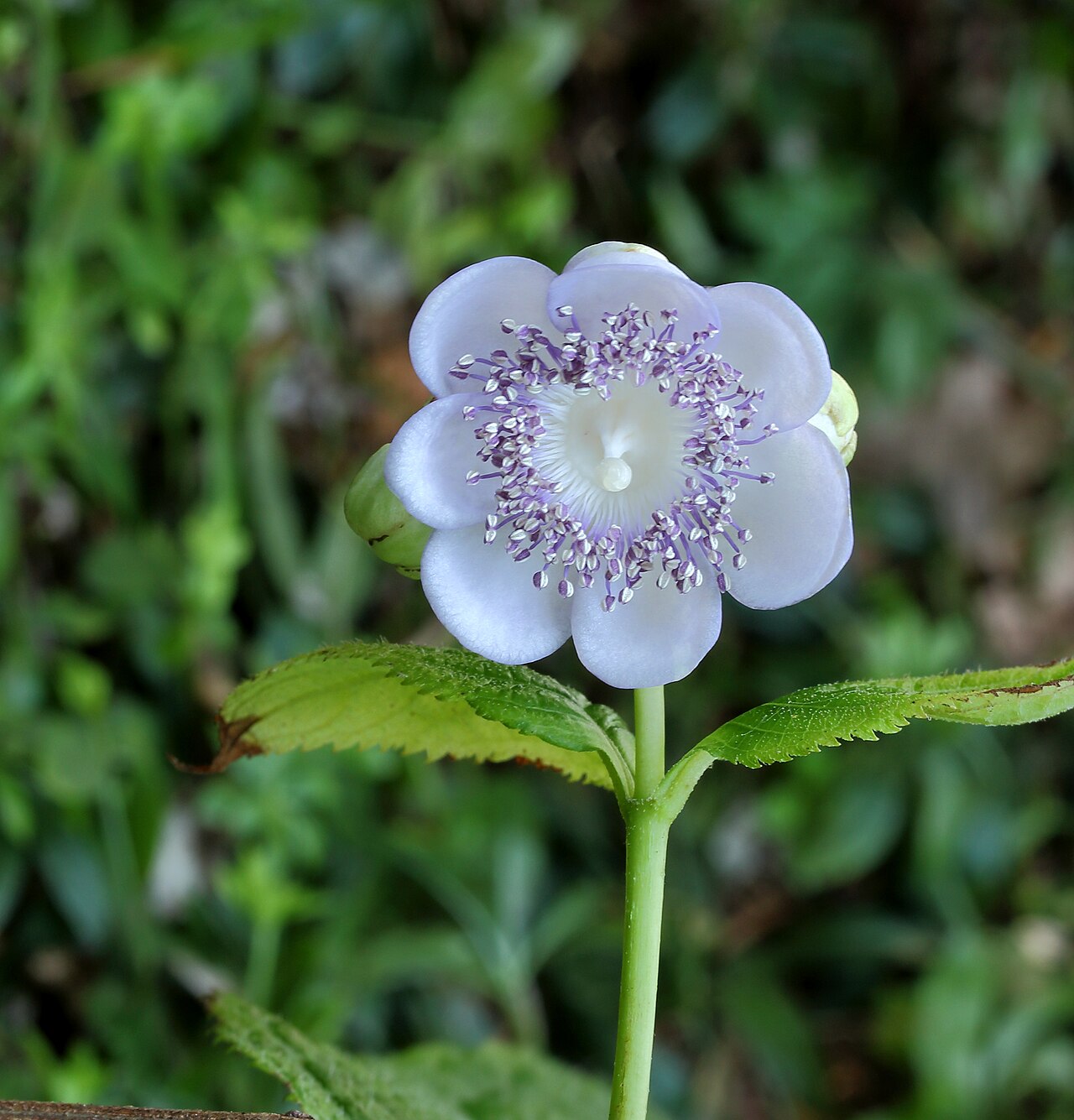 Hydrangea caerulea: Deinanthe caerulea, a valuable plant in partial shade.