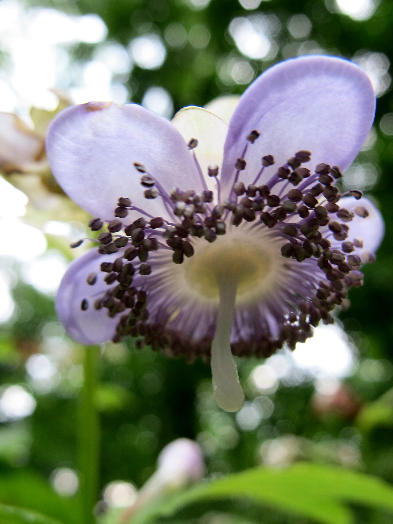 Hydrangea caerulea: Deinanthe caerulea, Azalea Garden, New York Botanical Garden