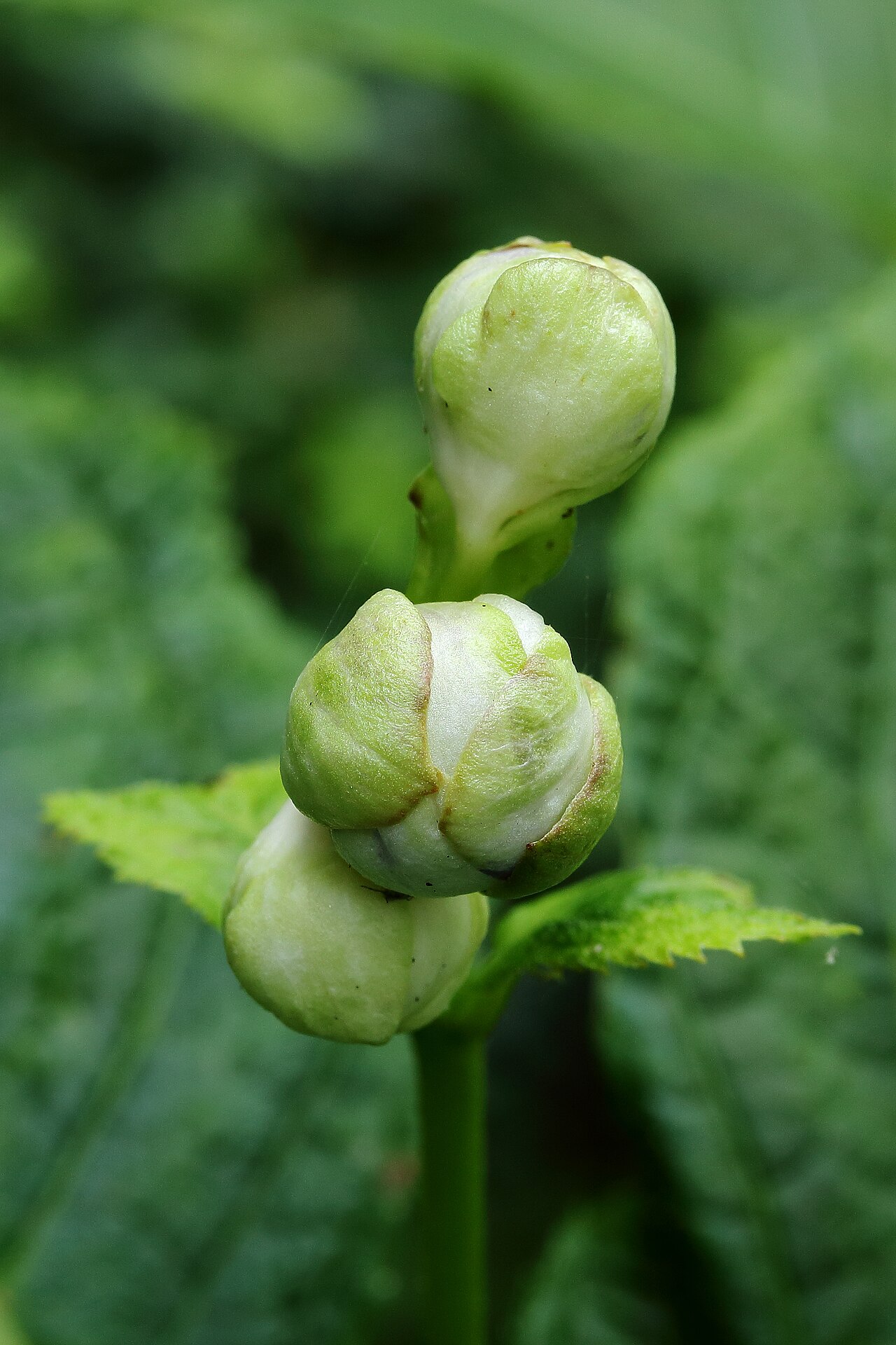 Hydrangea caerulea: Deinanthe caerulea . flower buds.