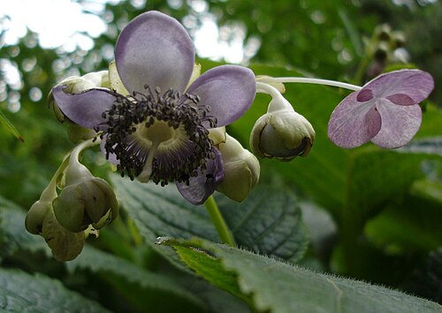 Hydrangea caerulea: Deinanthe caerulea , Jardin alpin, fr:Jardin des Plantes de Paris