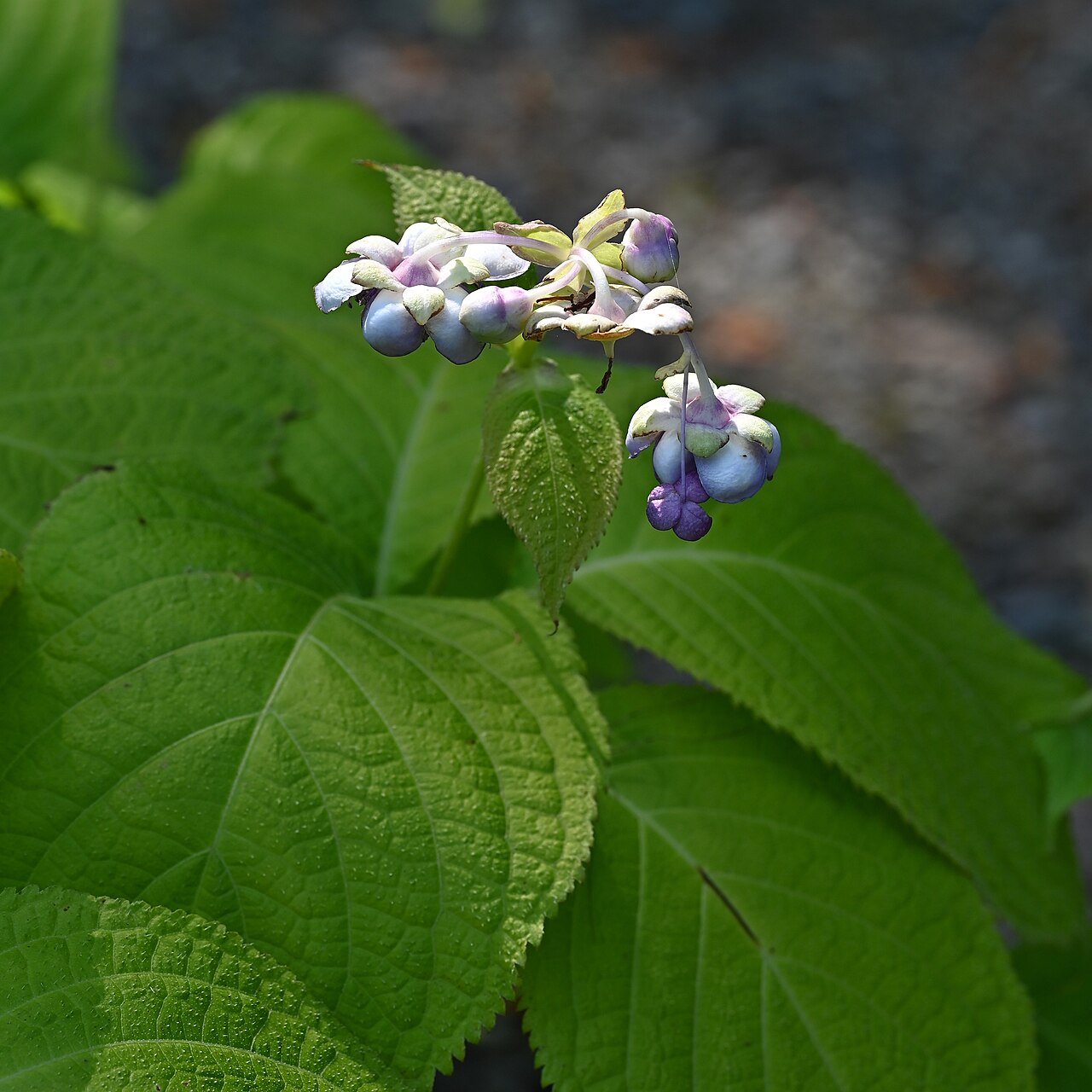 Hydrangea caerulea: Hydrangea caerulea in Arboretum Rogow, central Poland