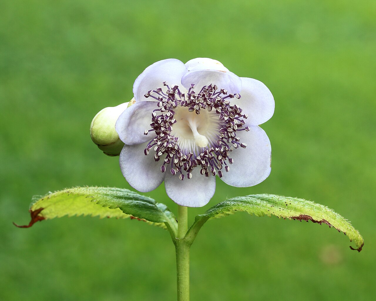 Hydrangea caerulea: Deinanthe caerulea, a valuable plant in partial shade.