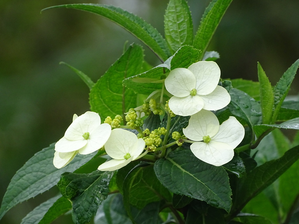 Hydrangea chinensis (Hydrangea chinensis)