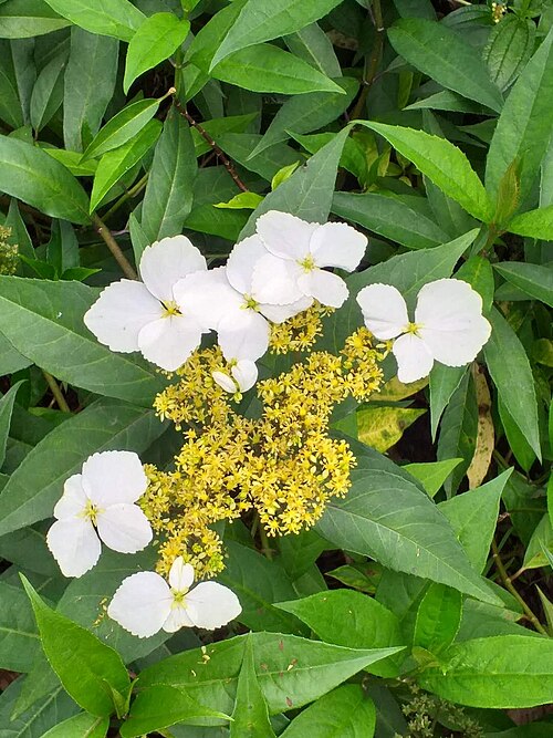 Hydrangea chinensis: Hydrangea chinensis is a species of Hydrangea flower, native of China and Taiwan. Surrounded by eight sterile flowers developed from sepals, the middle is bisex