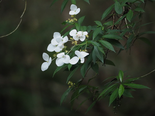 Hydrangea chinensis (Hydrangea chinensis)