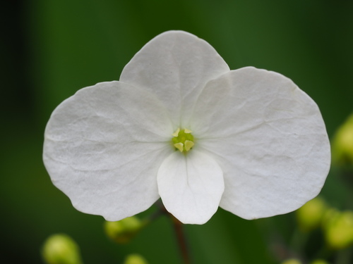 Hydrangea chinensis (Hydrangea chinensis)