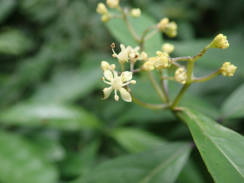 Hydrangea chinensis (Hydrangea chinensis)