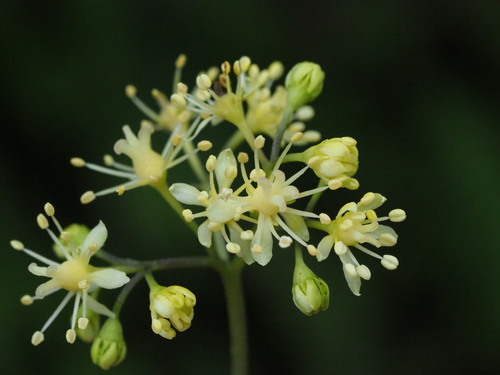 Hydrangea chinensis (Hydrangea chinensis)