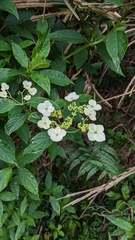 Hydrangea chinensis (Hydrangea chinensis)