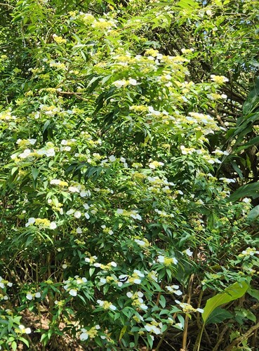 Hydrangea chinensis (Hydrangea chinensis)