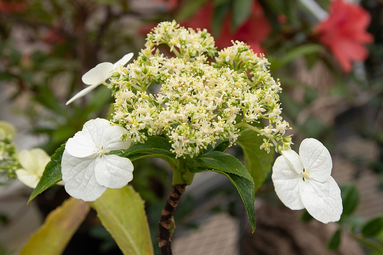 Hydrangea chinensis: トカラアジサイ (学名: Hydrangea kawagoeana var. kawagoeana ) 撮影地: 筑波実験植物園